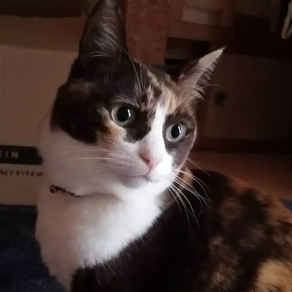 ソテツ
