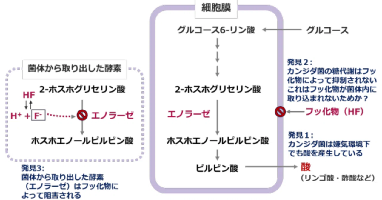 最新｜「カンジダ菌」による新たなむし歯リスクが明らかに －嫌気環境での酸産生性とフッ化物耐性を初めて報告