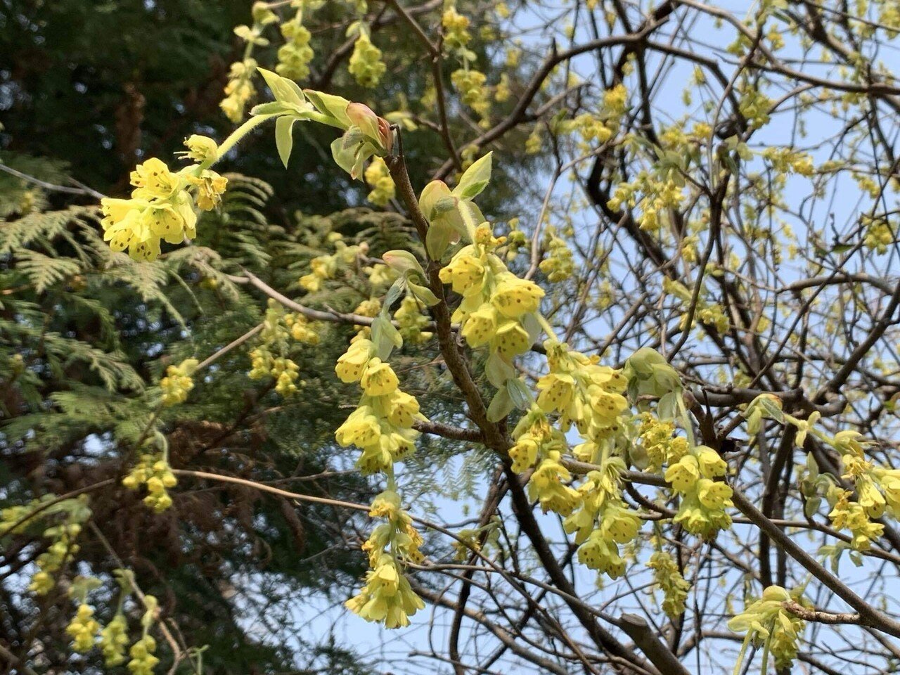 やっぱり春の花が好き！ // AK28｜幸紗チサ（Sachisa, Chisa）