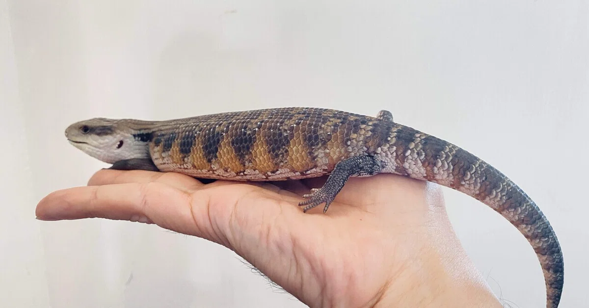 爬虫類オタク ツチノコの正体に迫る|ナレの生物研究所