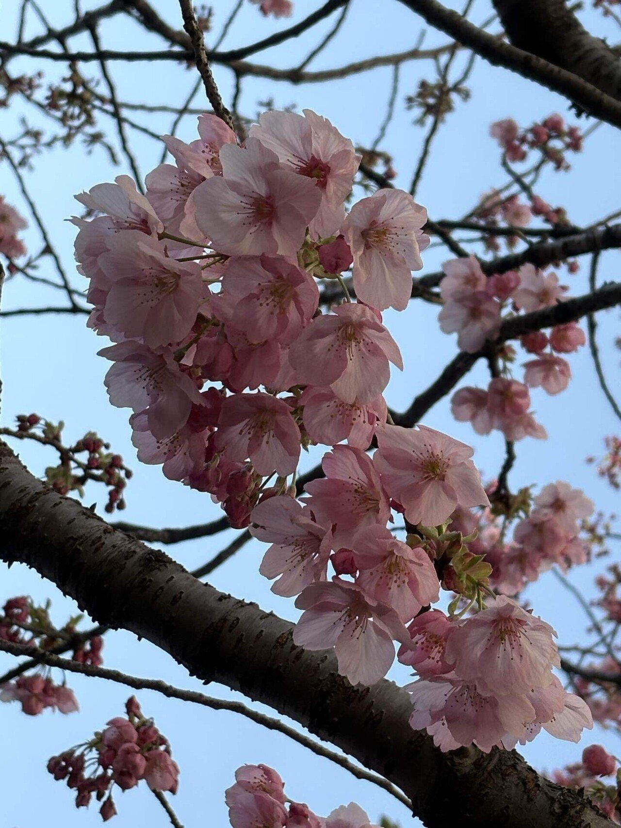 Spring❤︎Spring❤︎Spring｜Racines.R
