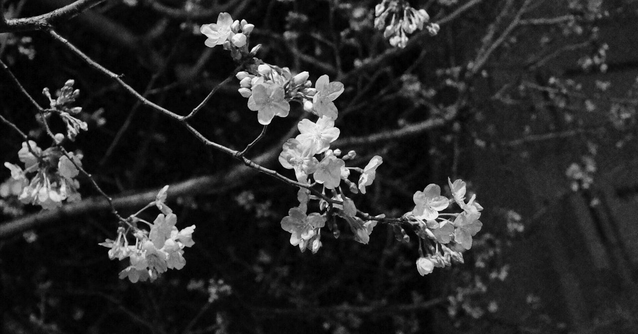 桜とモノクロ、そして後悔しない生き方｜つぐさね