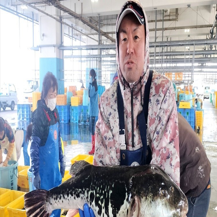 福とら」を全国へ広めたい 相馬が誇る極上の天然トラフグ｜【福島県