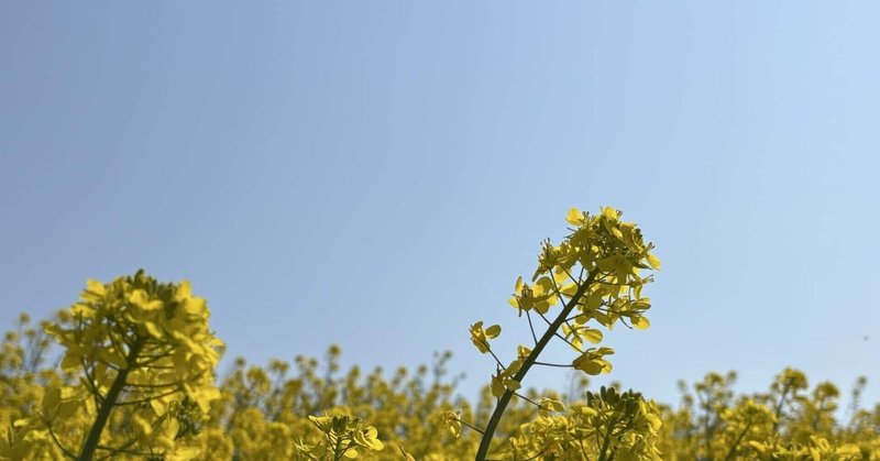 隣の芝生はやっぱり青い。でも隣から見たうちの芝生も青いのかも 隣の芝生はやっぱり青い。でも隣から見たうちの芝生も青いのかも