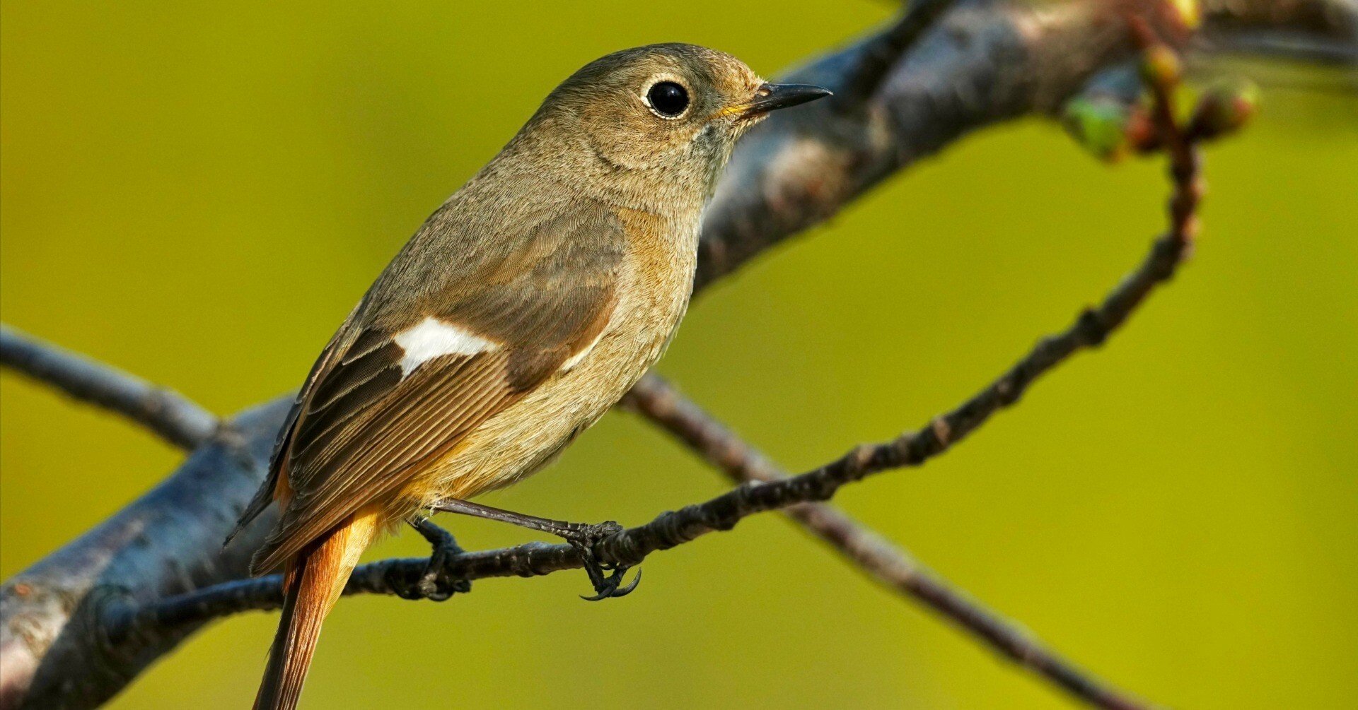 SONY FE 400-800mm F6.3-8 G OSS でジョビ子（ジョウビタキ）への愛を