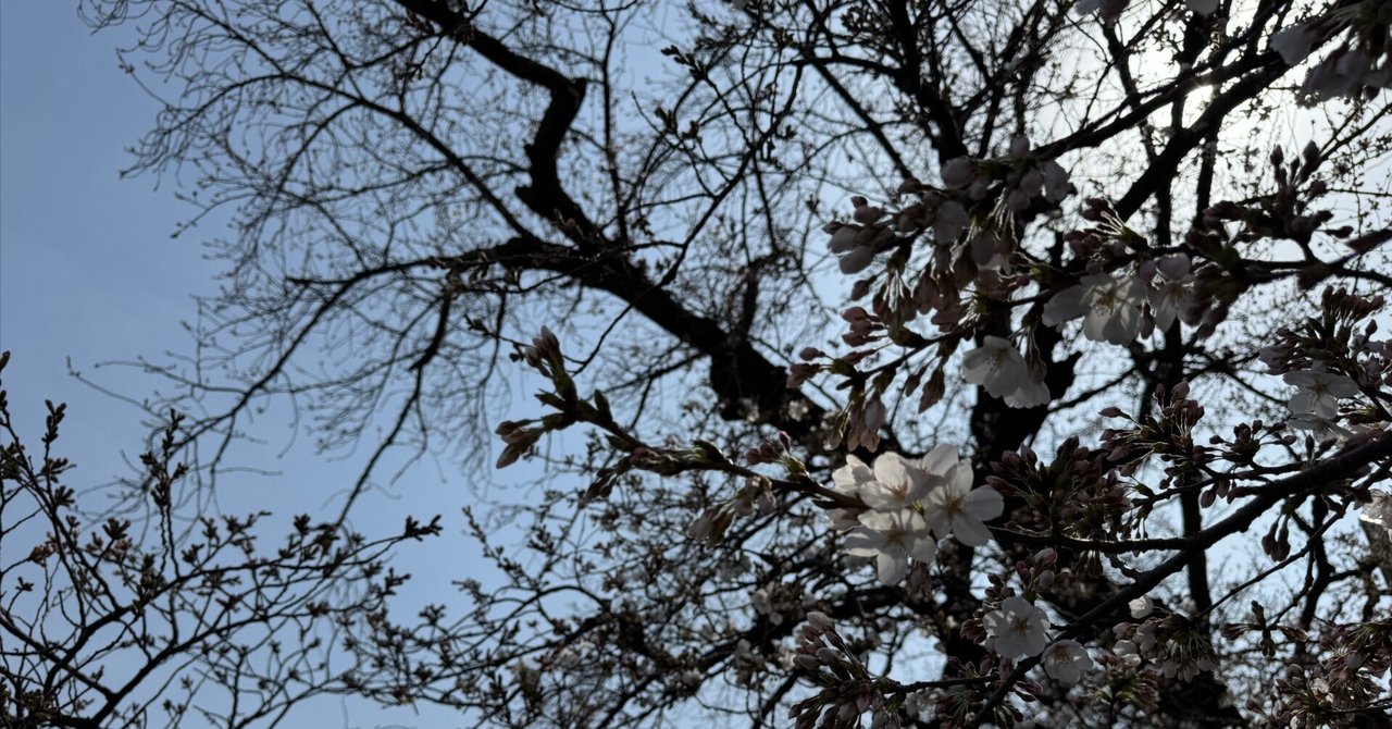 おまとめ二点　大自然　風と桜 雑記20250327 色鮮やかに。｜小田和奏 おだかずそう kazusou oda