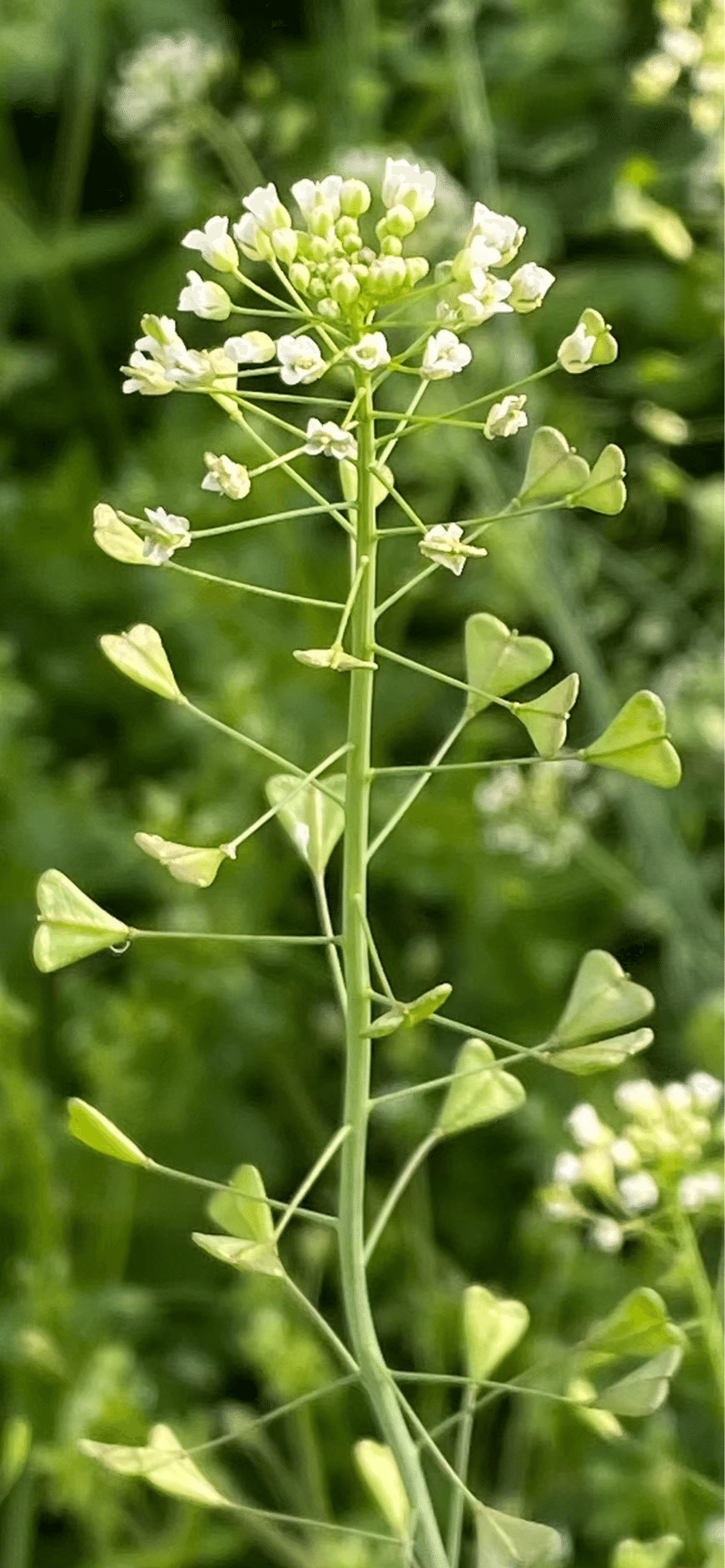 ぺんぺん草 ペンペングサ 生命力に溢れ、邪気祓いの縁起よい植物｜EGGSEED