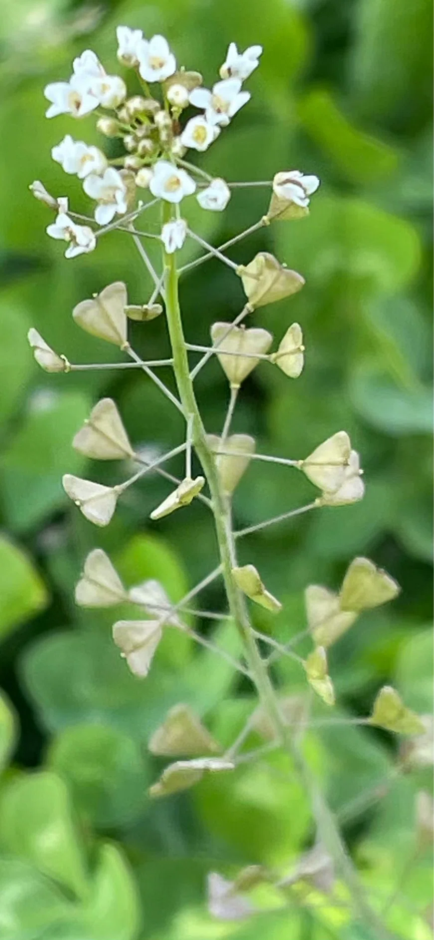 ぺんぺん草 ペンペングサ 生命力に溢れ、邪気祓いの縁起よい植物｜EGGSEED