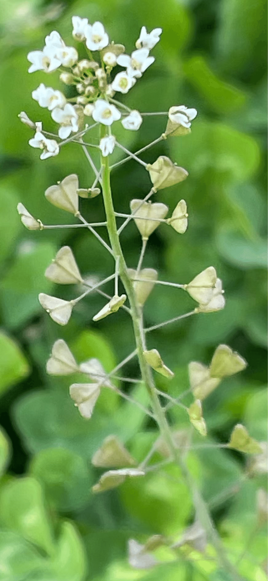 ペンペングサ 生命力に溢れ、邪気祓いの縁起よい植物｜EGGSEED