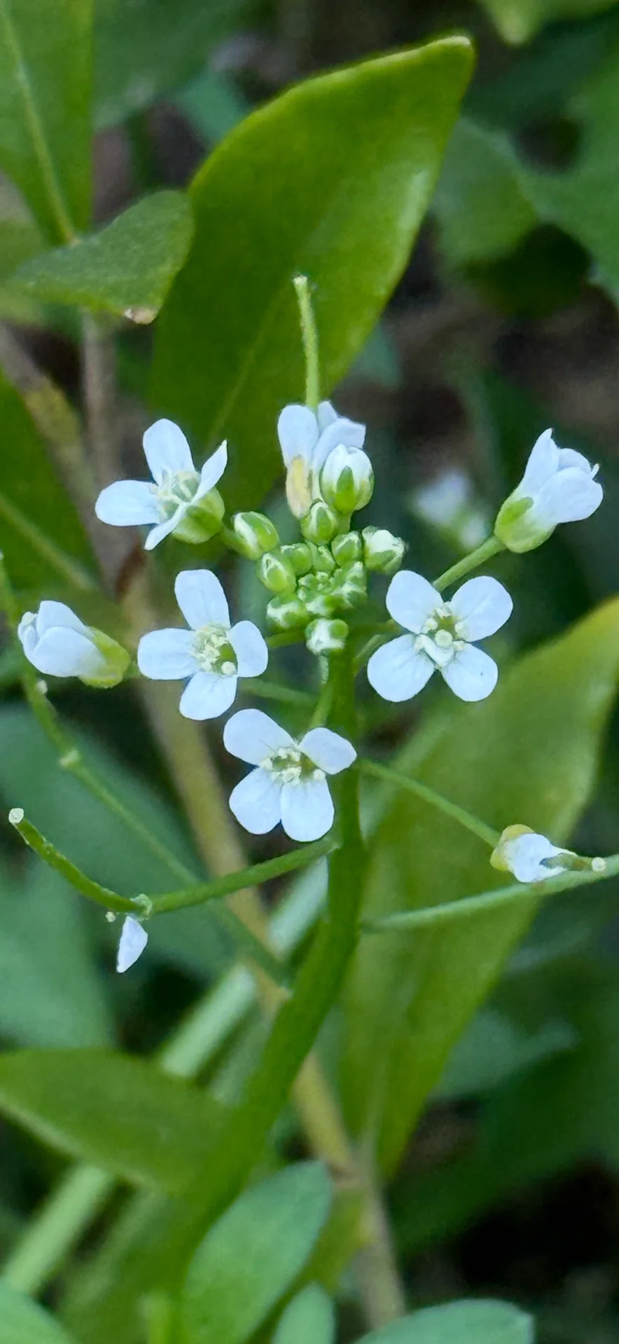 ペンペングサ 生命力に溢れ、邪気祓いの縁起よい植物｜EGGSEED