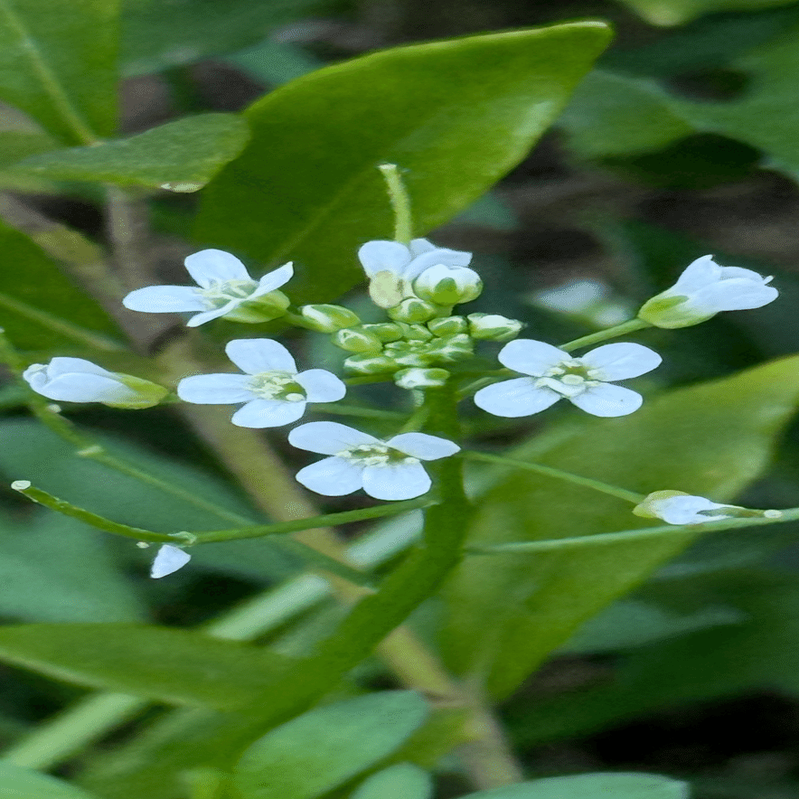 ペンペングサ 生命力に溢れ、邪気祓いの縁起よい植物｜EGGSEED