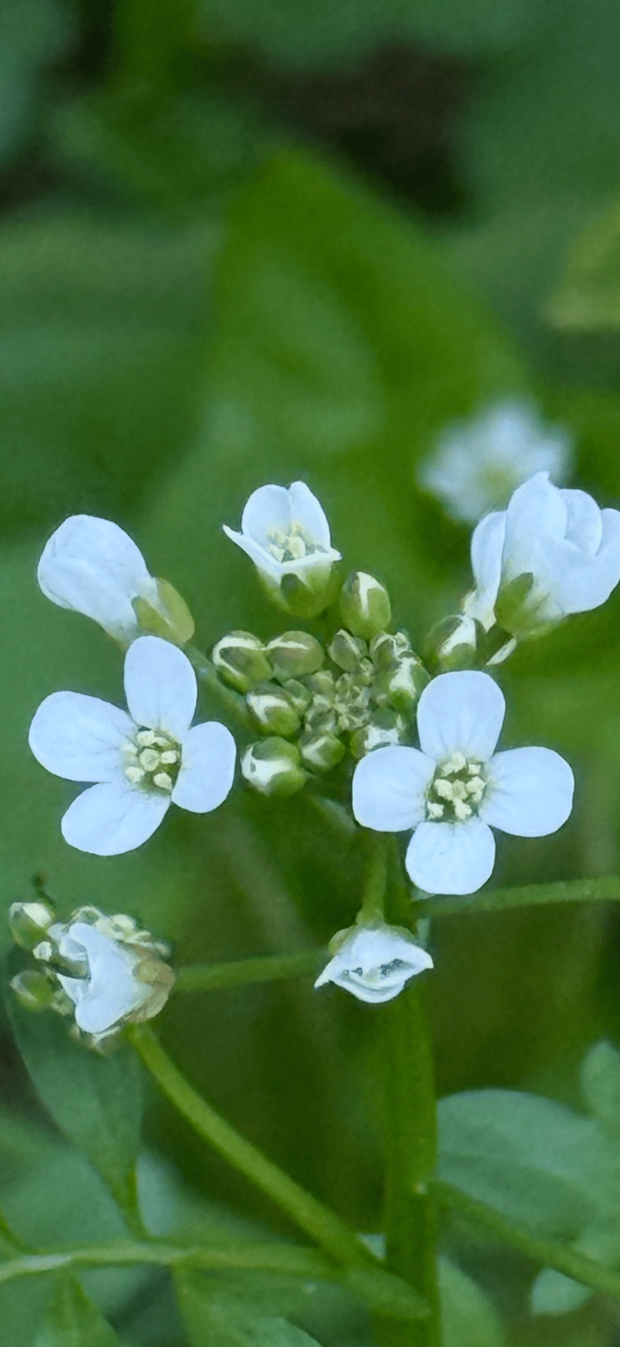 ペンペングサ 生命力に溢れ、邪気祓いの縁起よい植物｜EGGSEED