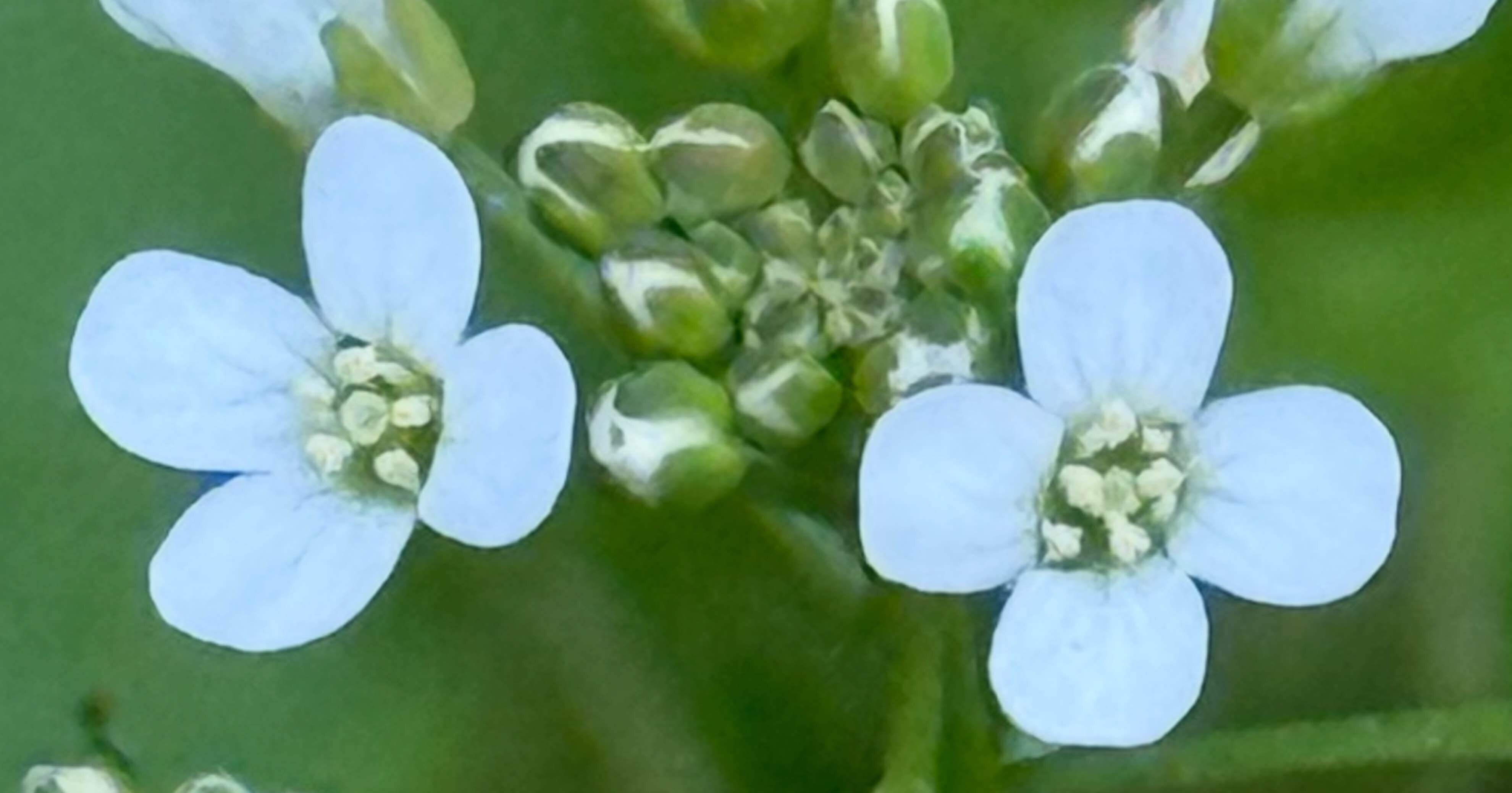 ペンペングサ 生命力に溢れ、邪気祓いの縁起よい植物｜EGGSEED