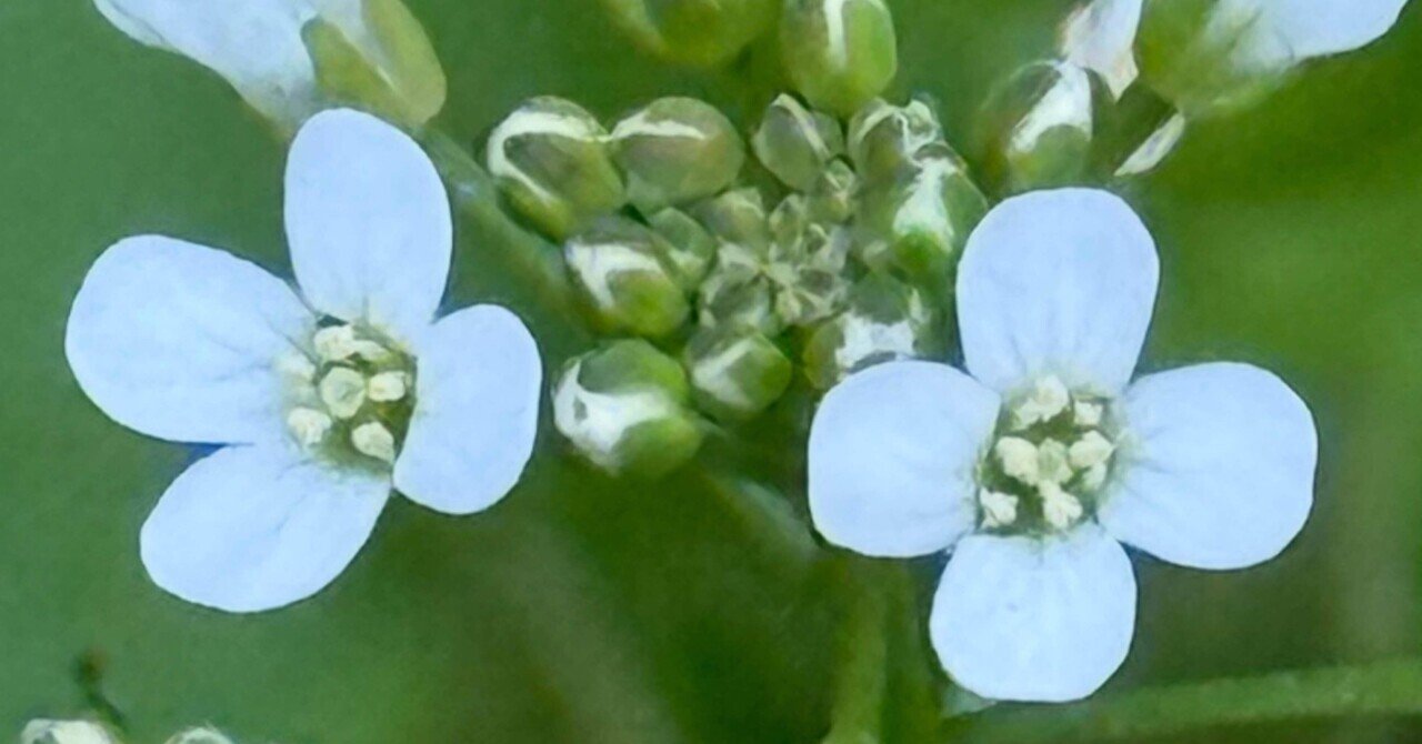 ペンペングサ 生命力に溢れ、邪気祓いの縁起よい植物｜EGGSEED