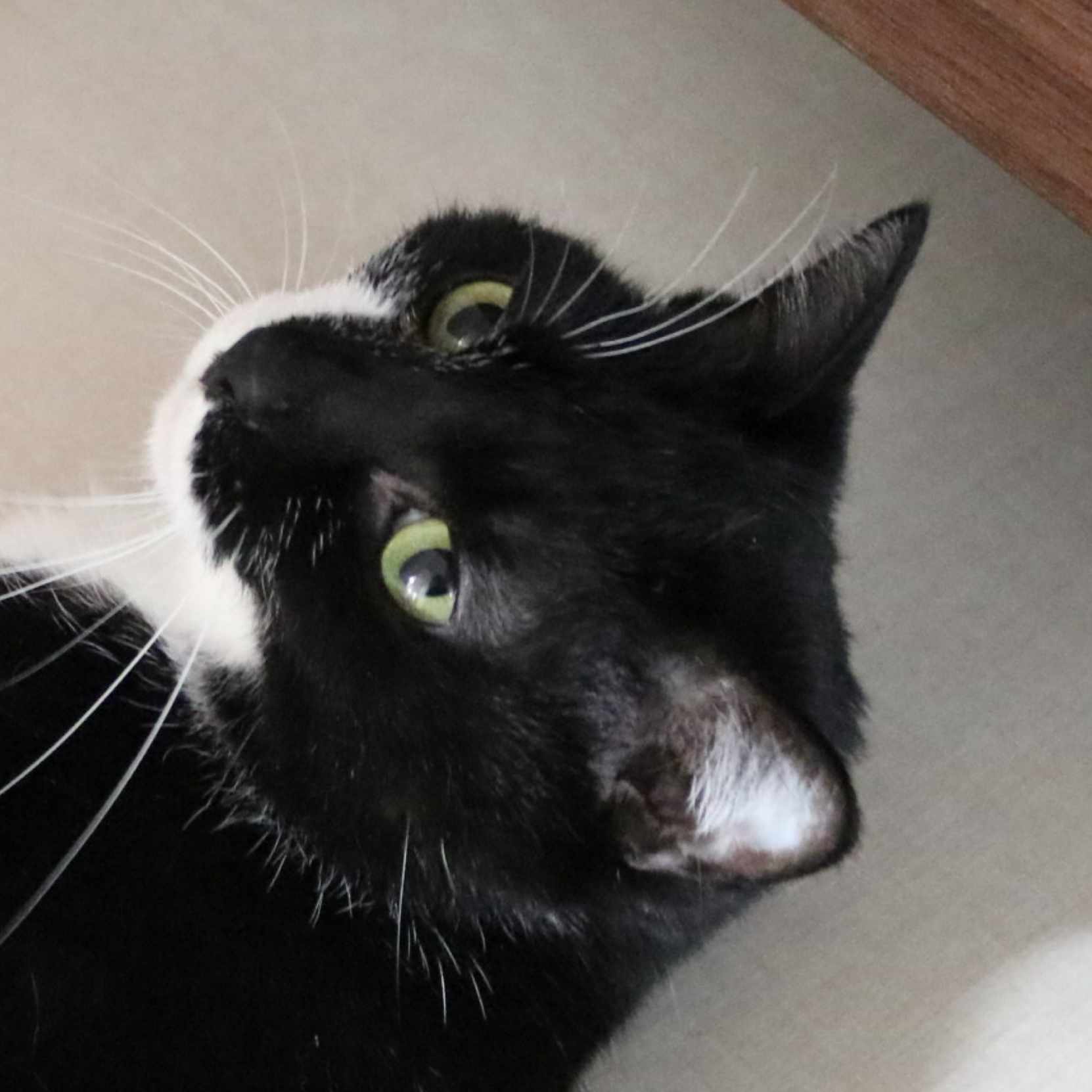 水曜日のネコ好き