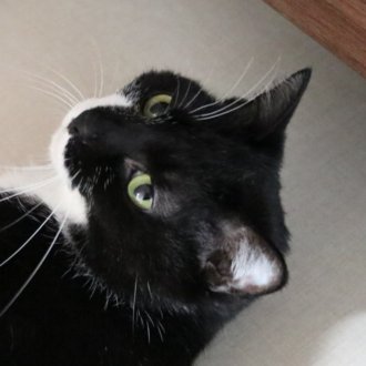 水曜日のネコ好き