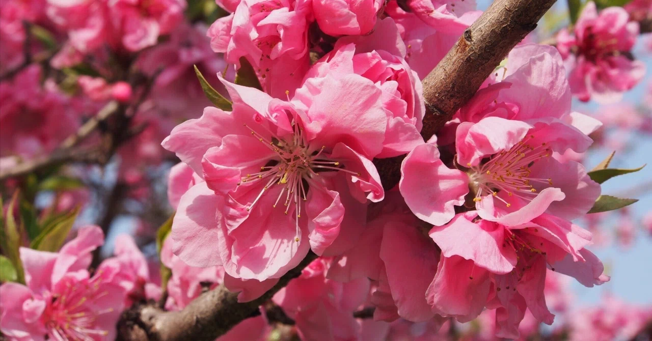 尼崎市 旧猪名川2025年3月26日【花桃】｜レタス