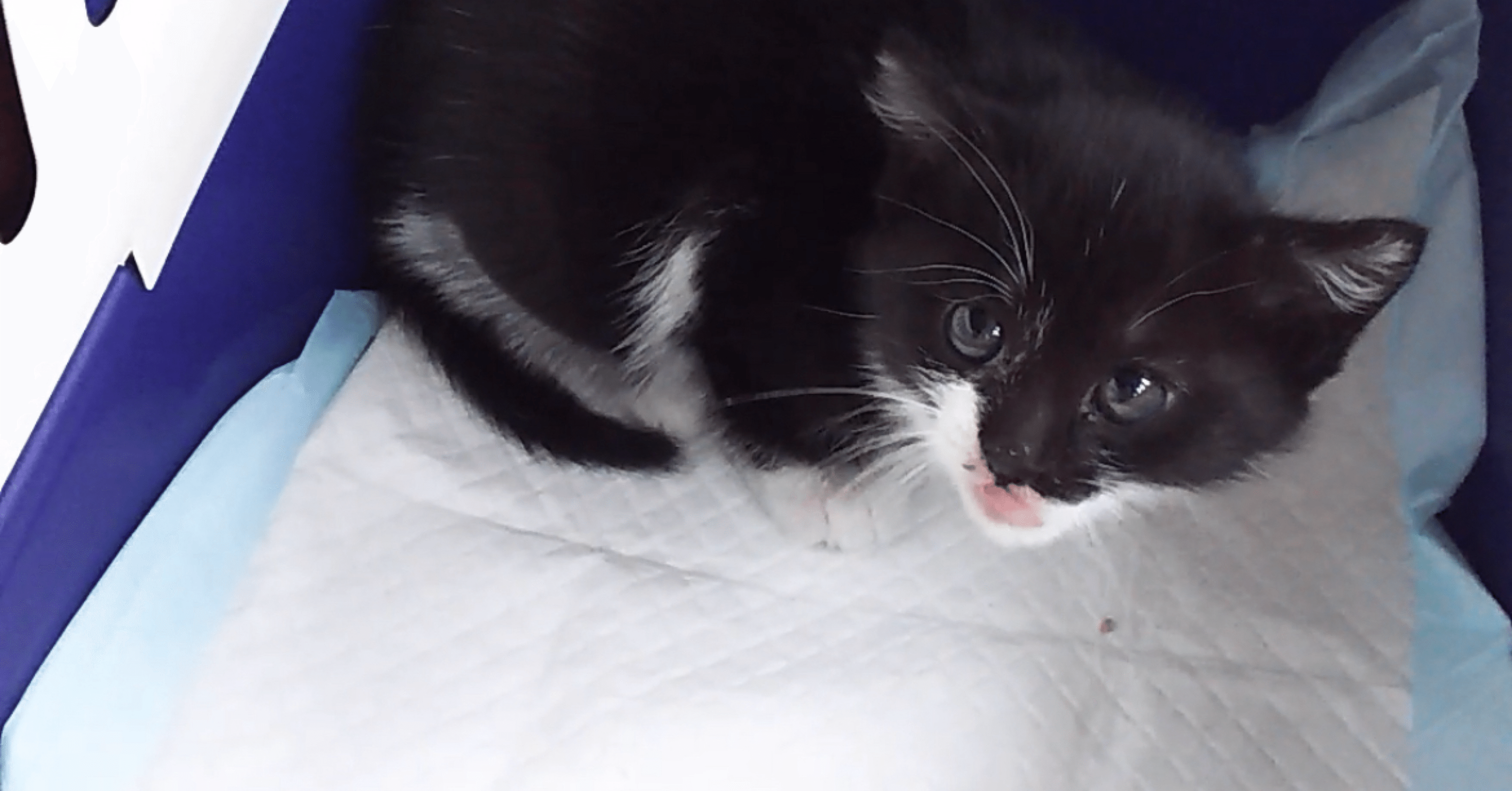 ネコ好き 水曜日のネコ好き｜note