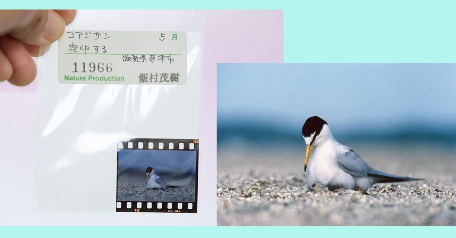 色:ホワイトブレンドのキャンペーン用のポジフィルムです。 40年前のオリジナル 自然写真家より・・40年前のフィルムカメラ・ポジフィルムのデータ化の