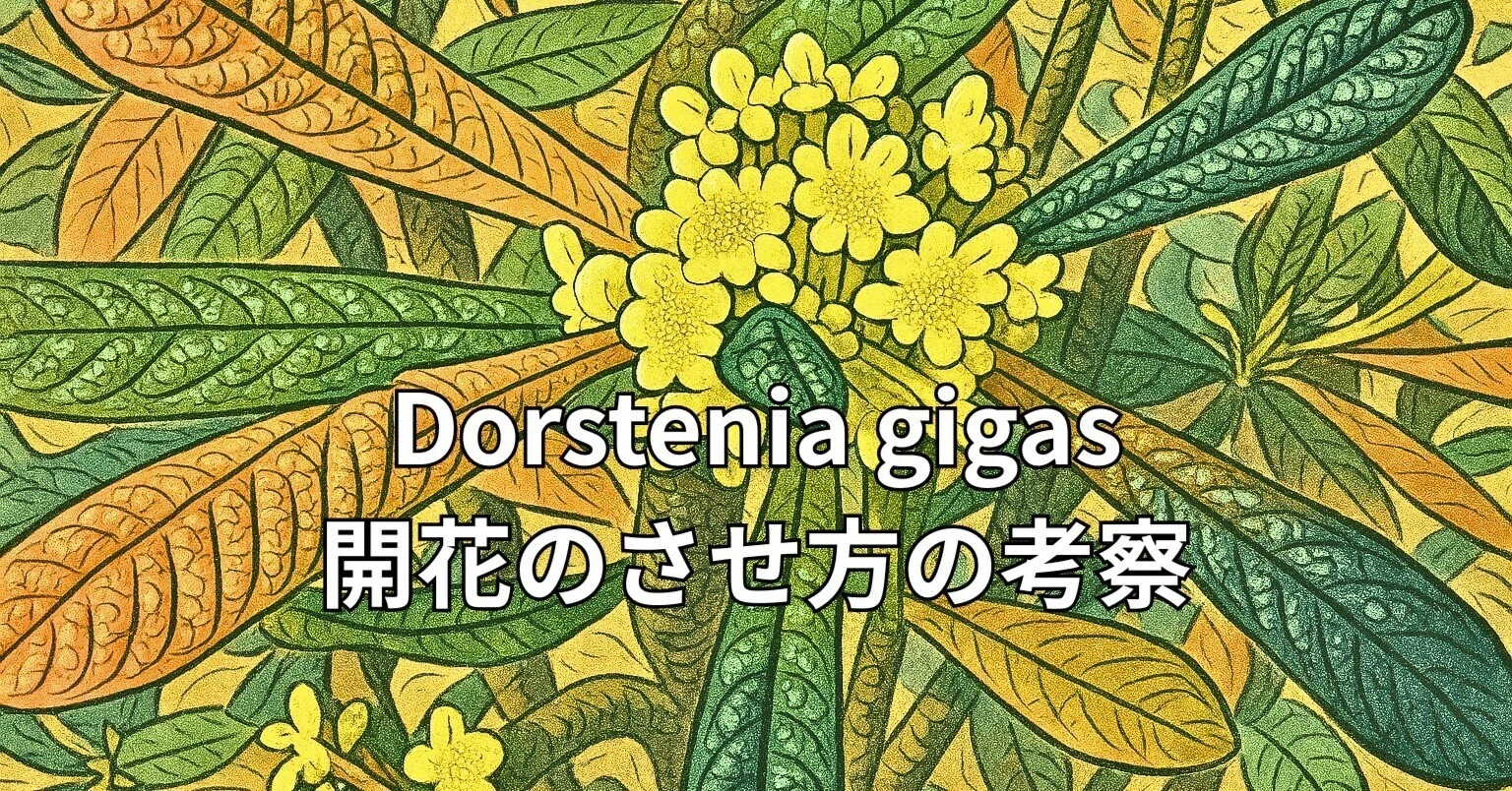 Dorstenia gigas（ドルステニア ギガス）を日本で開花させるための栽培