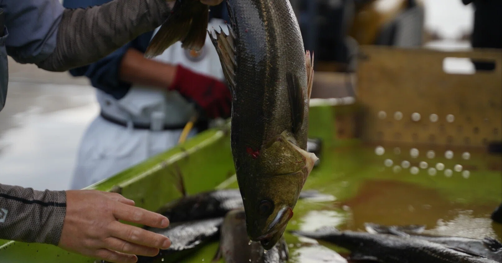 東京湾のお魚を食べ続けるために必要なこと（後編） 〜「おさかな