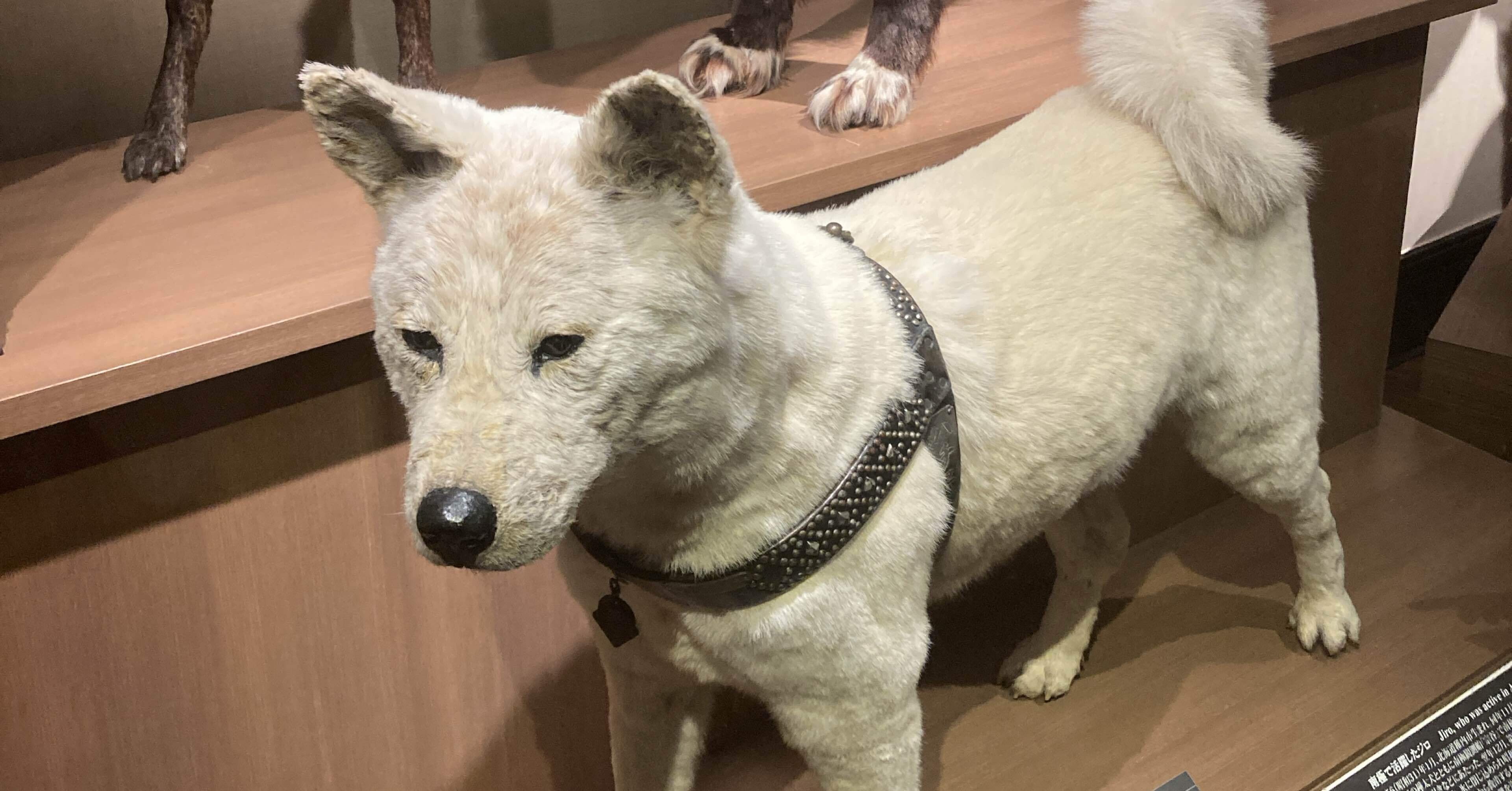 週刊オールライター第124号 「文学作品の与える『バイアス』 ハチ公と