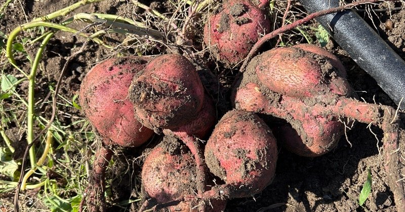 畑だより｜くわスタイル自然栽培の実践日記 - 2025-03｜桑原夕季