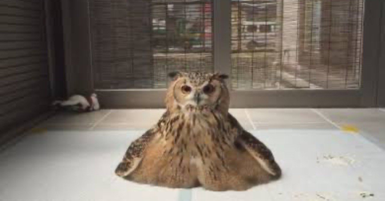 第776回 フクロウの謎 翆野 大地 Note
