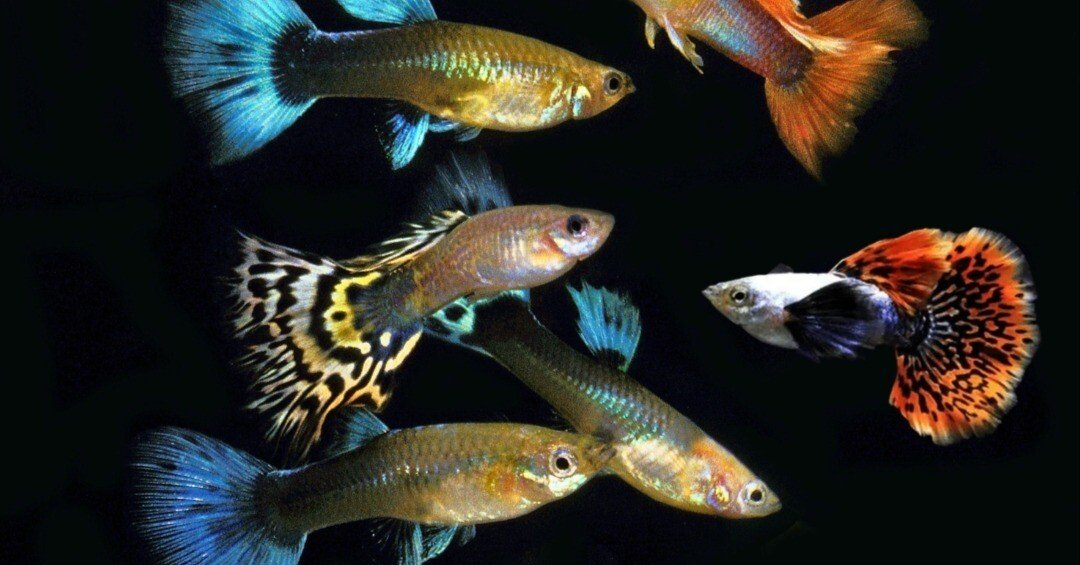 ミックスグッピー｜熱帯魚・グッピーの仲間｜初心者向け飼育方法と混泳