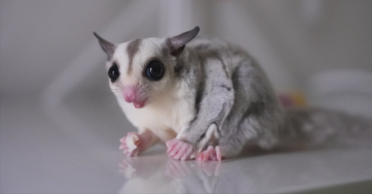 フクロモモンガ モモンガ ひまわり様専用 【公式通販】