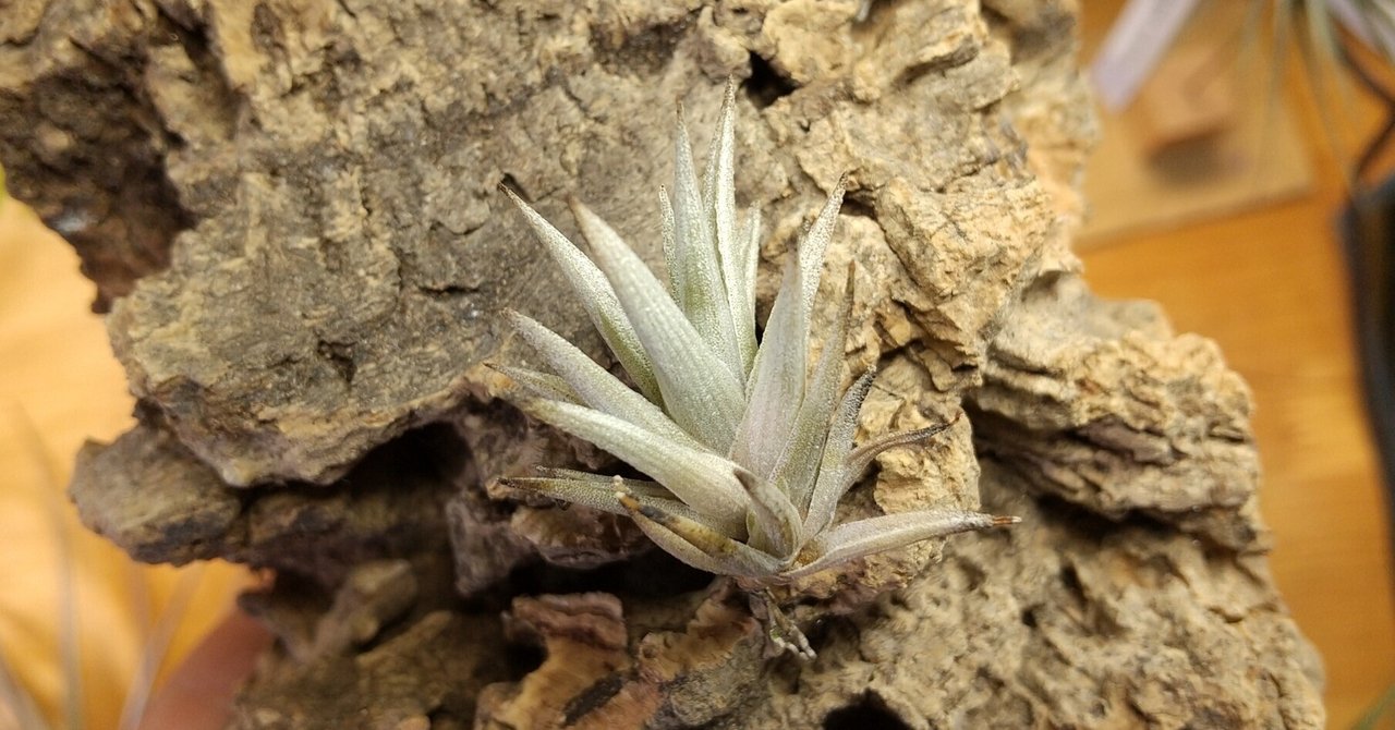 チランジア　Imbrogilo マザー株　ラスト苗 チランジア入荷リスト3/22｜NatureGarden🌿神田