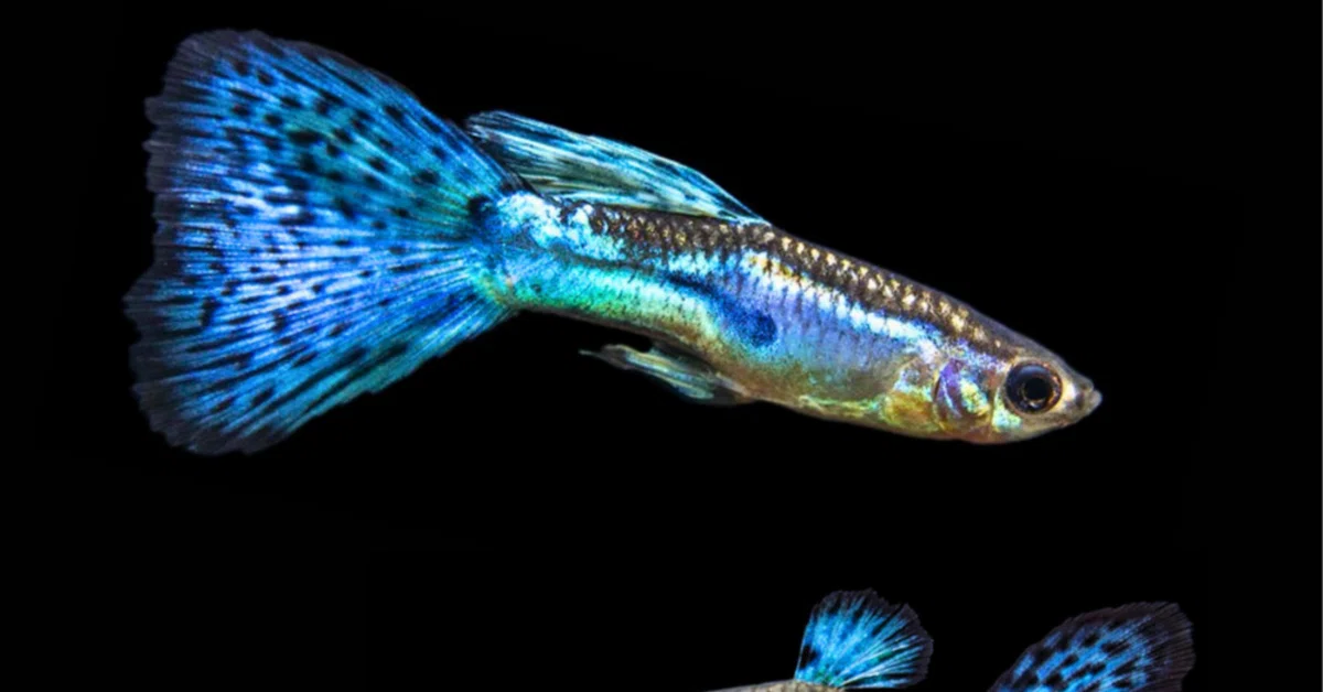 ブルーグラスグッピー|熱帯魚・グッピーの仲間|初心者向け飼育 ブルーグラスグッピー|熱帯魚・グッピーの仲間|初心者向け飼育