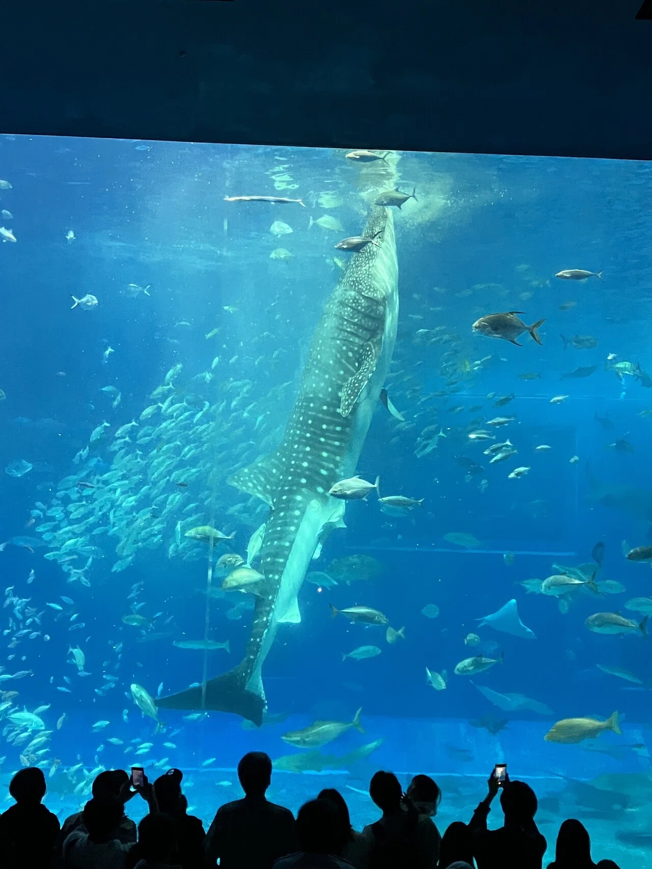 美ら海水族館」の人気タグ記事一覧｜note ――つくる、つながる、とどける。