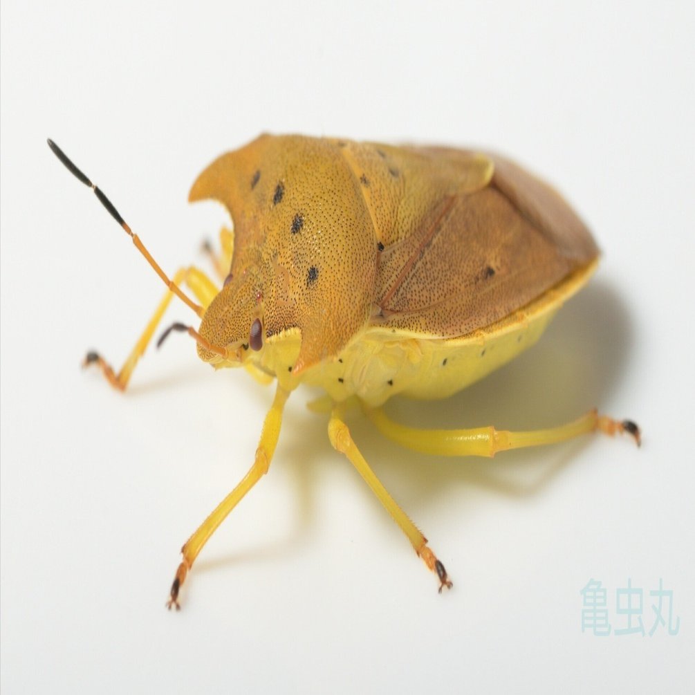 トホシカメムシ｜亀虫丸