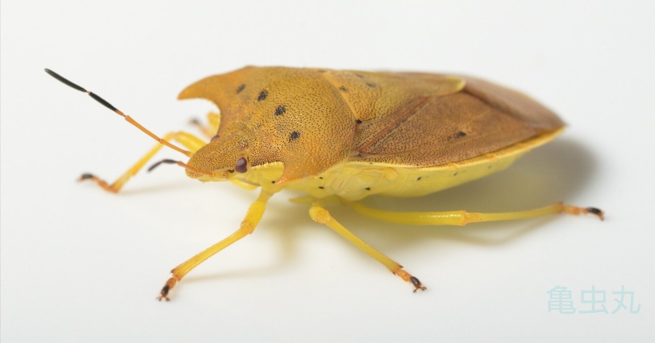 今年も話題の トホシカメムシ｜亀虫丸 レディースウェア