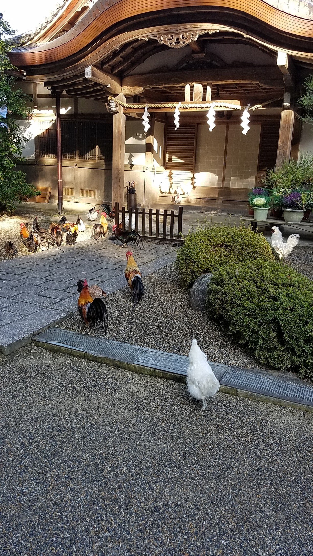 いくつかの古い神社をめぐりました 鶴木マキ Note