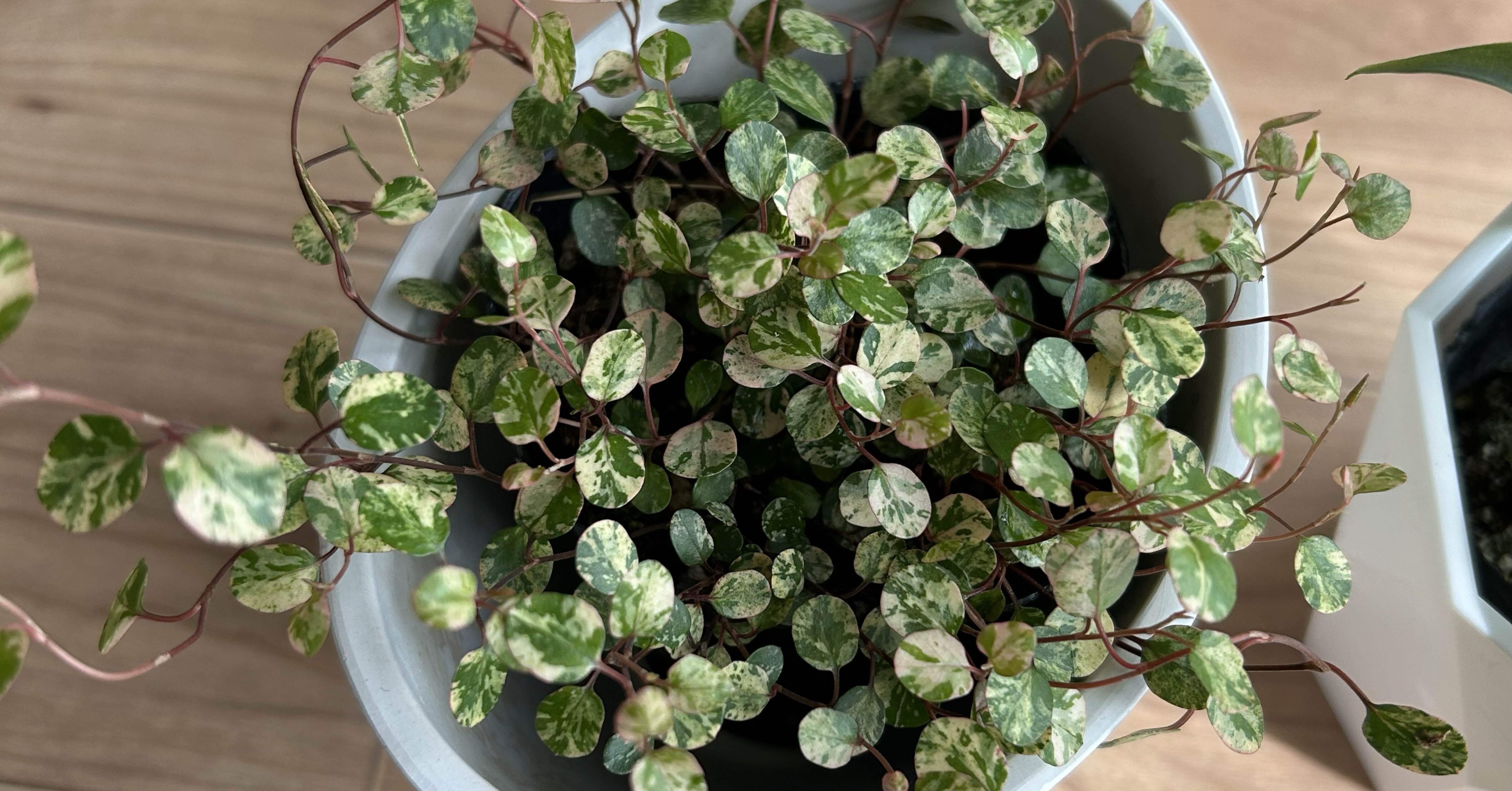 観葉植物の葉っぱの魅力。葉っぱ好きが語る！｜せりぽん