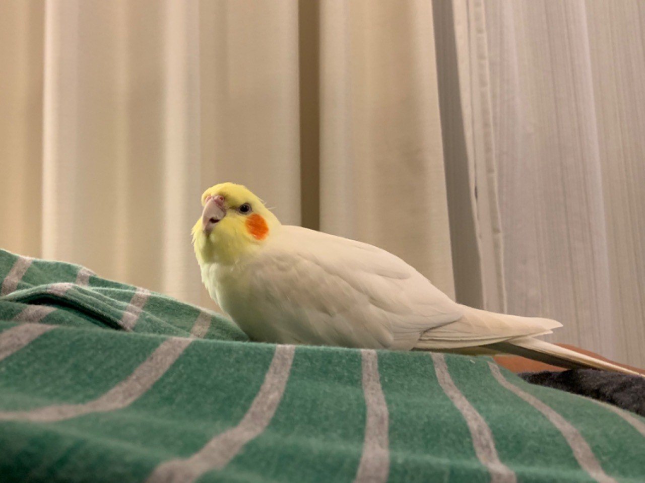 幸せのオレンジほっぺの鳥 スージー Note 幸せのオレンジほっぺの鳥 スージー Note