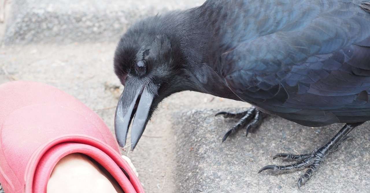 カラスが舞い降りてきて遊んだ日々 アニマル コミュニケーション カラス 美加りん 詩人 Note