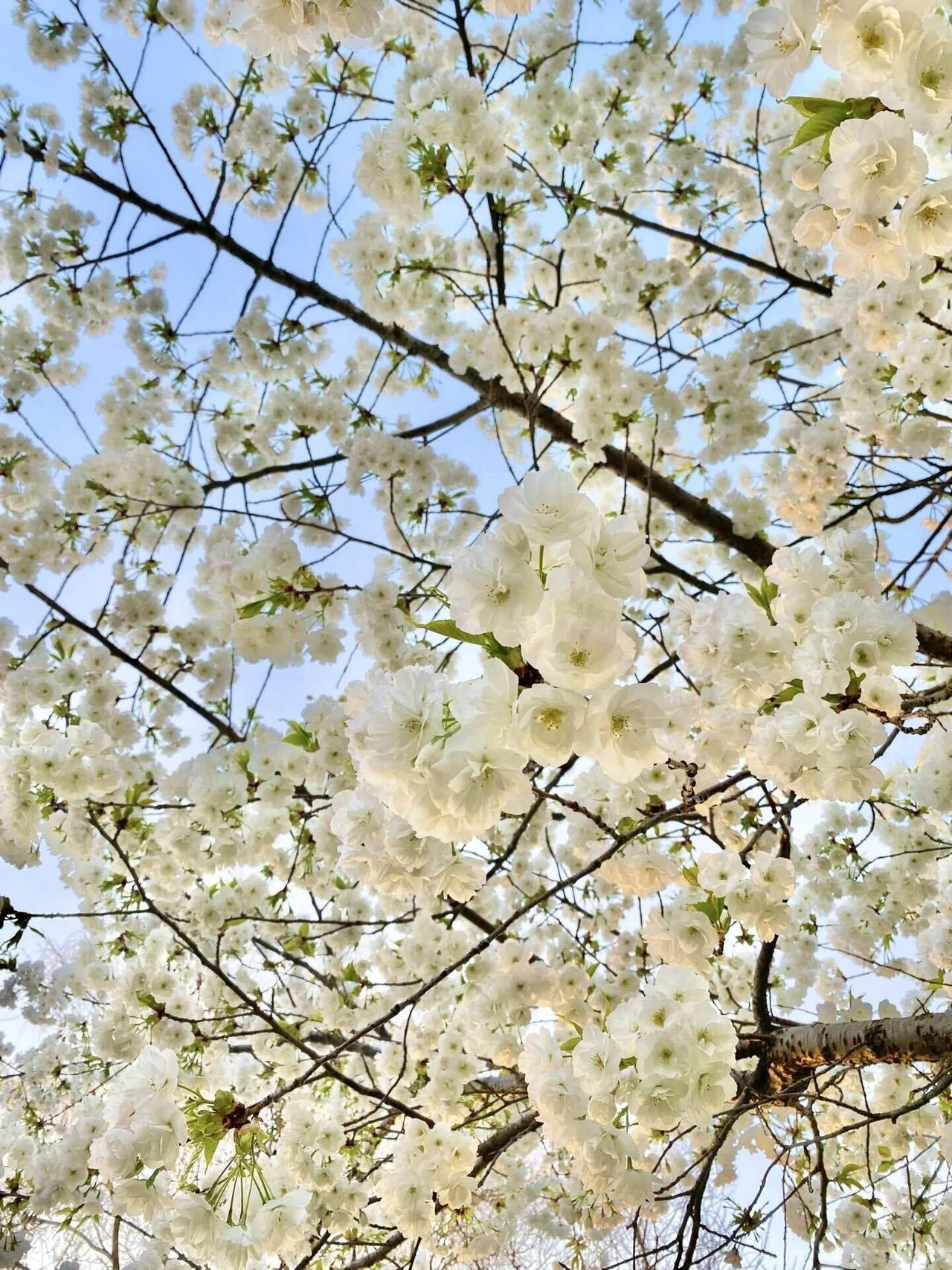 寒いロンドンの冬に耐え、咲き誇る桜の蕾たち。｜Natsumi🌍️