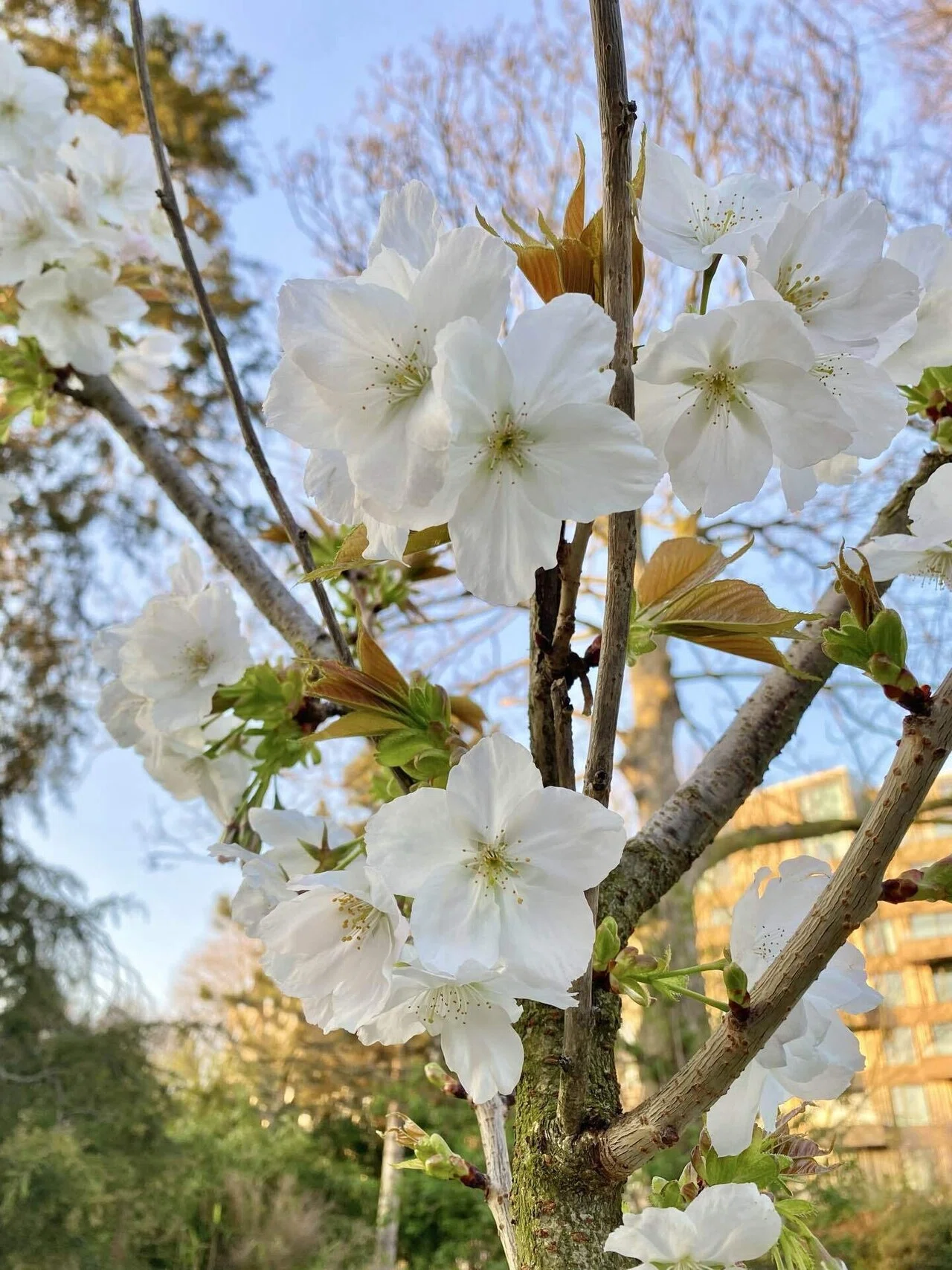 冬桜のゆりタン 寒いロンドンの冬に耐え、咲き誇る桜の蕾たち。｜Natsumi🌍️