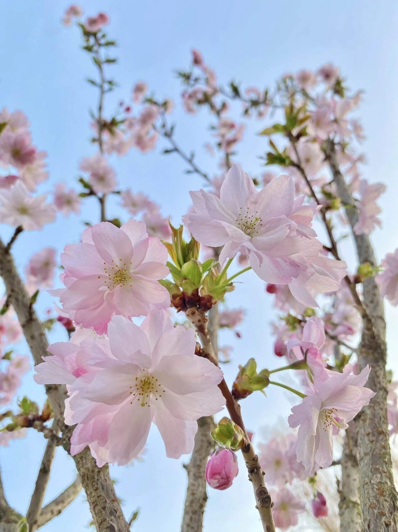 寒いロンドンの冬に耐え、咲き誇る桜の蕾たち。｜Natsumi🌍️