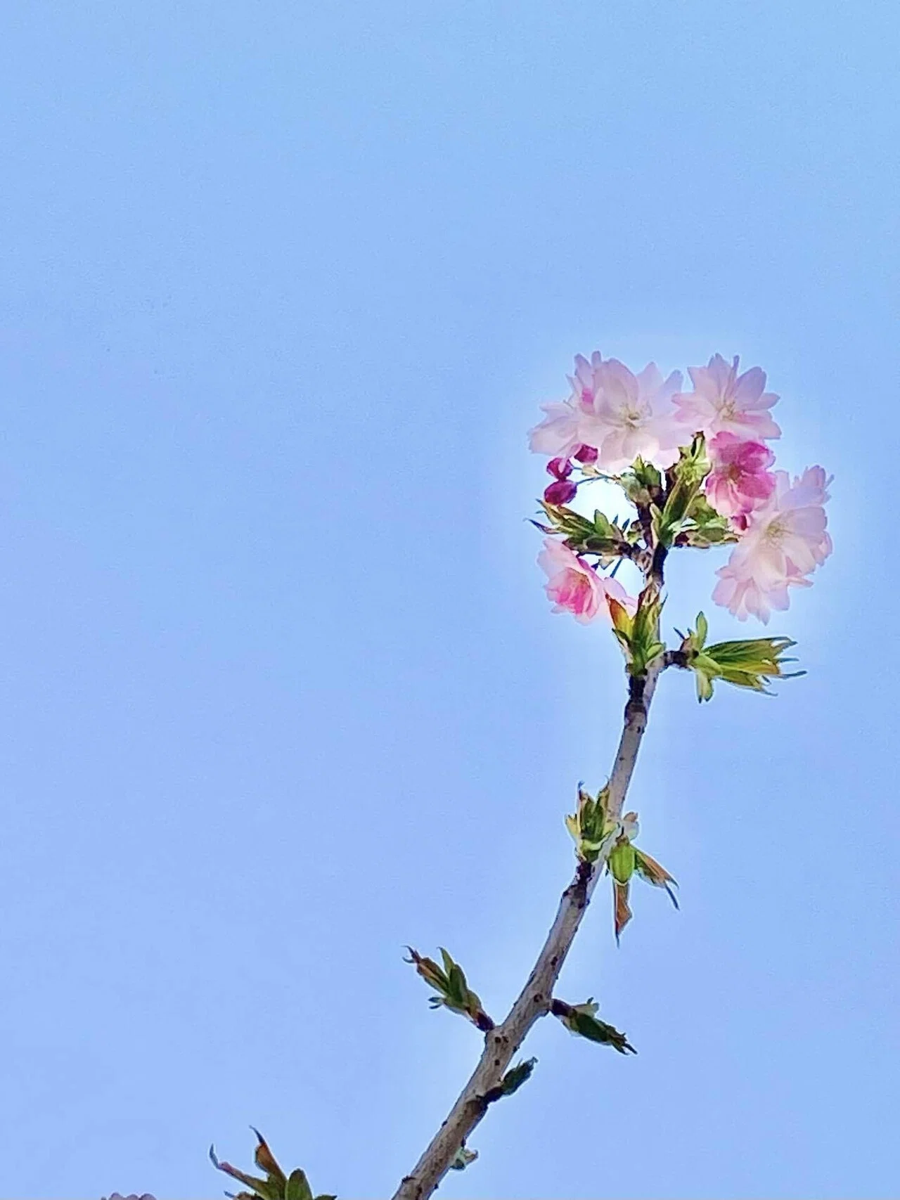 寒いロンドンの冬に耐え、咲き誇る桜の蕾たち。｜Natsumi🌍️