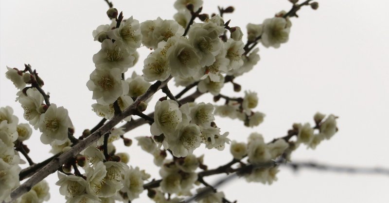 春の草花」の人気タグ記事一覧｜note ――つくる、つながる、と