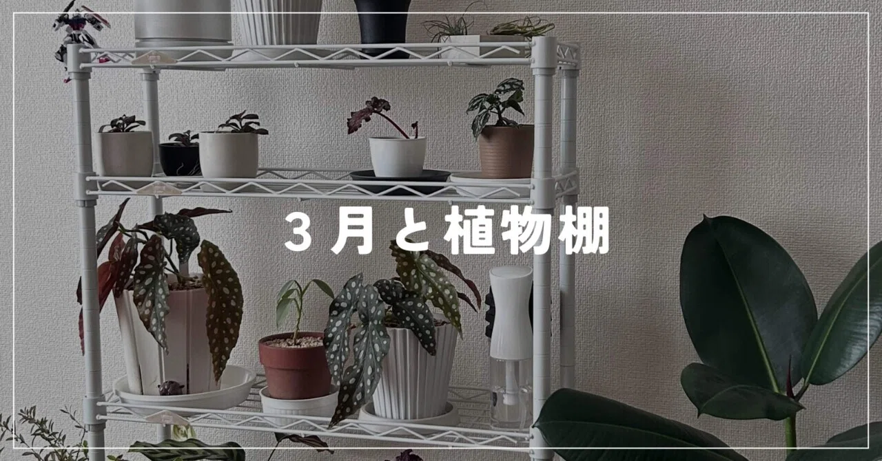 3月と植物棚｜いちり