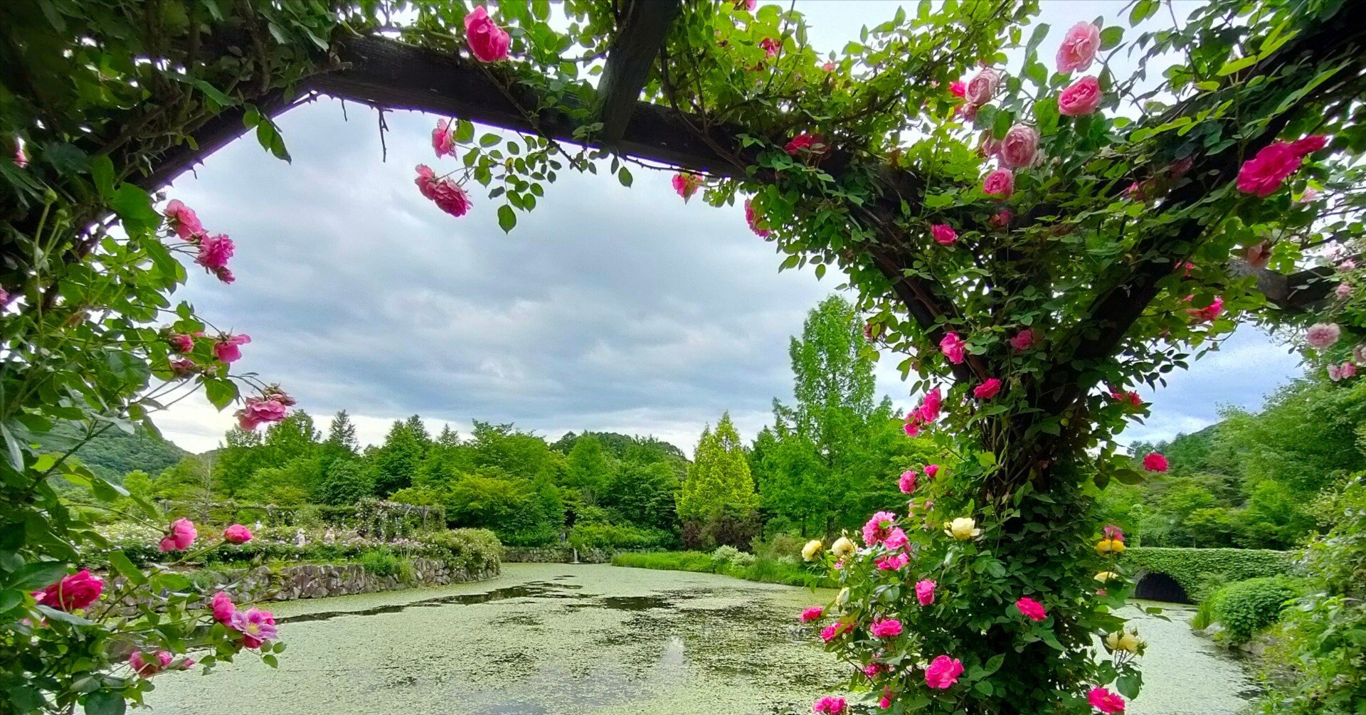 バラの水彩画　軽井沢レイクガーデン　内藤マリナ b8d7dd74f219c3a9392b18d7ff0283