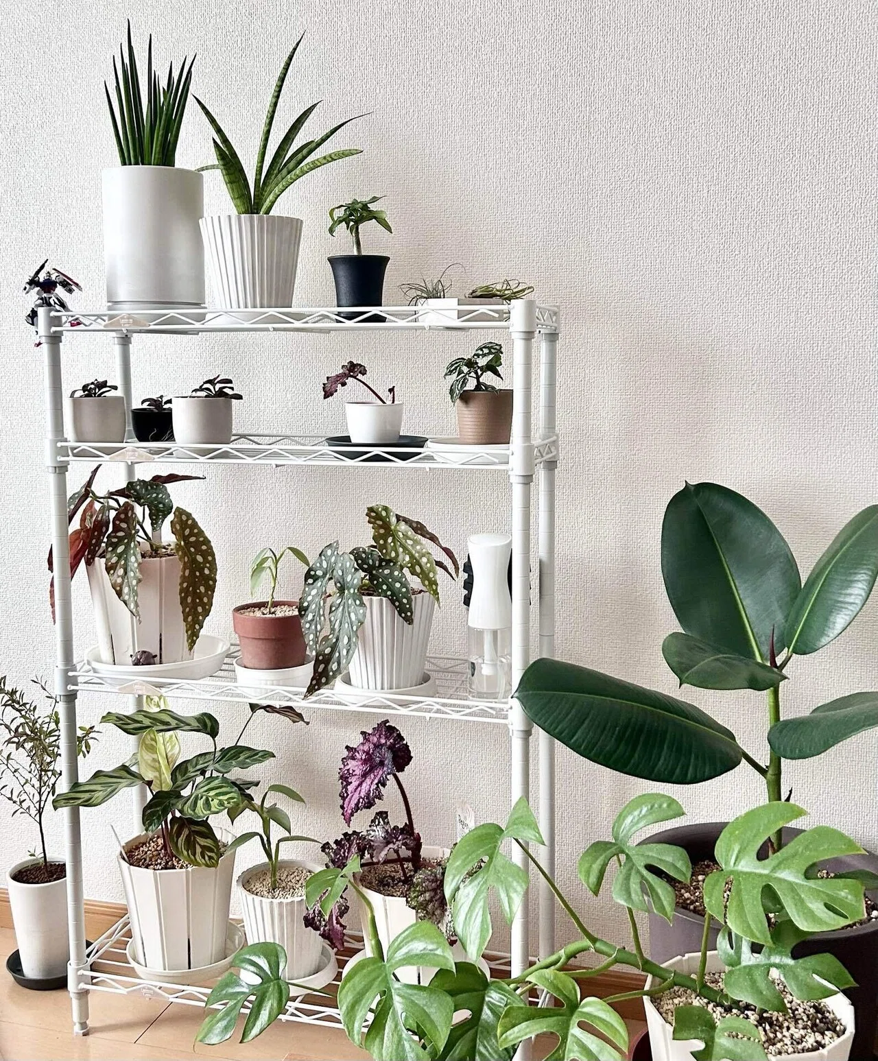 3月と植物棚｜いちり