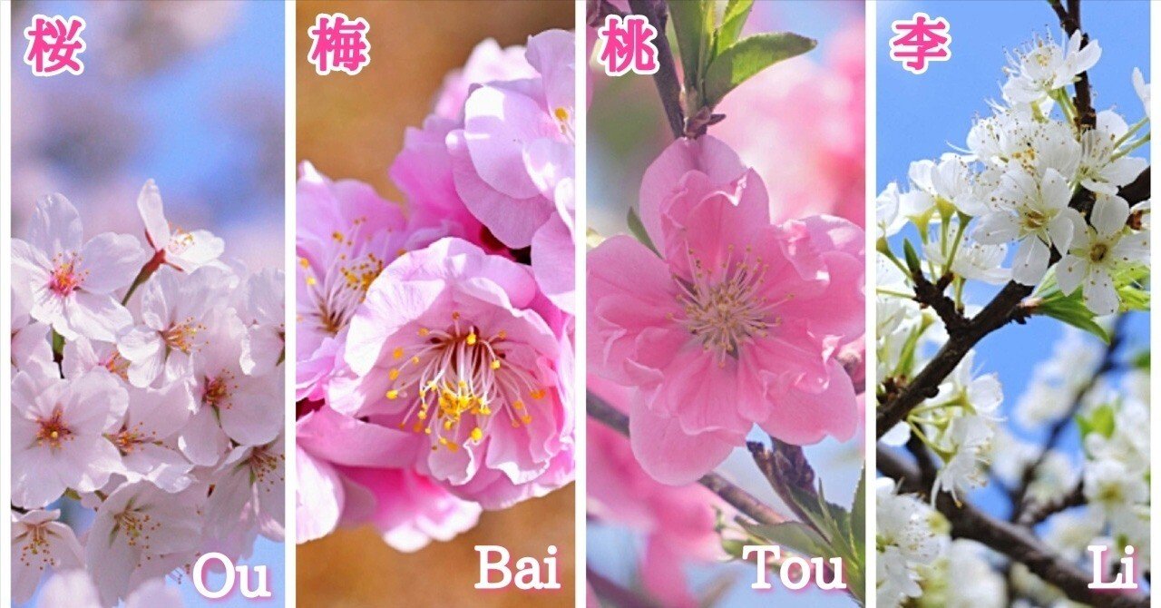 桜梅桃李 〜『古今著聞集』の花〜｜九條正博｜歴史学