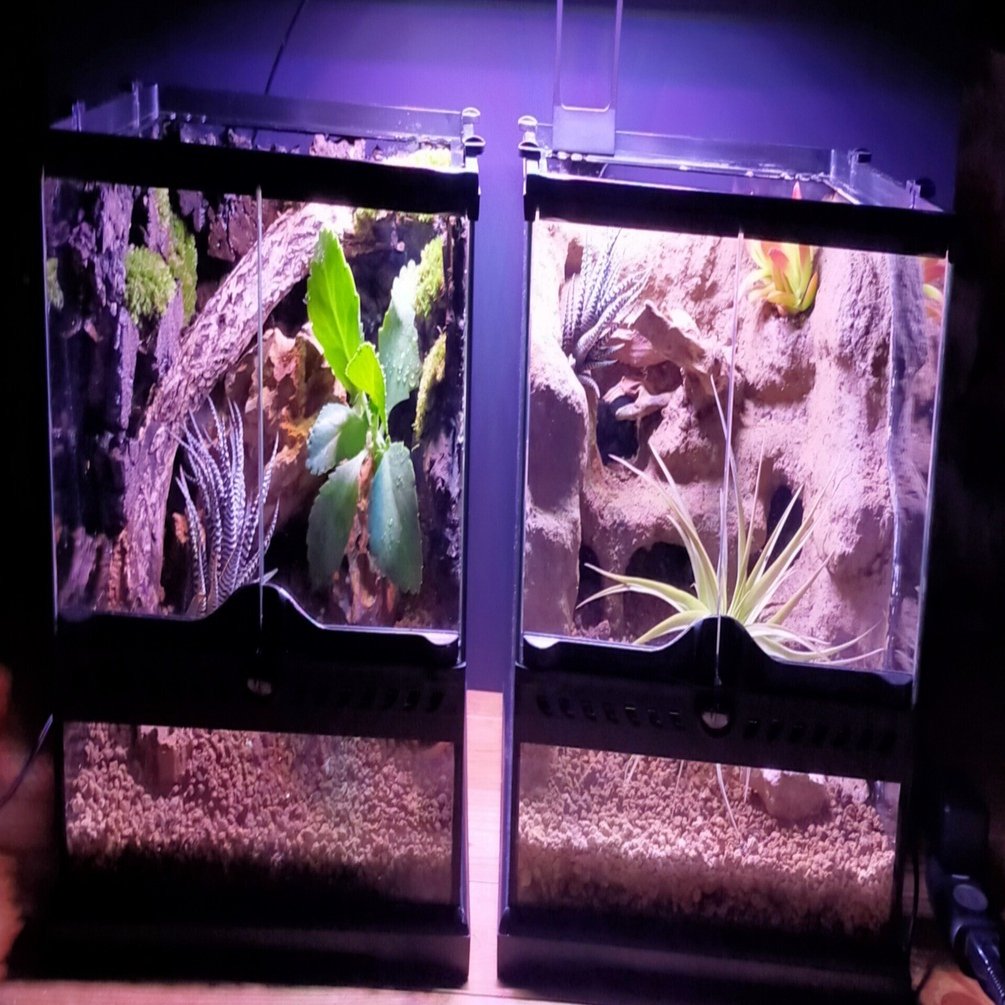 レオパのケージ｜sally