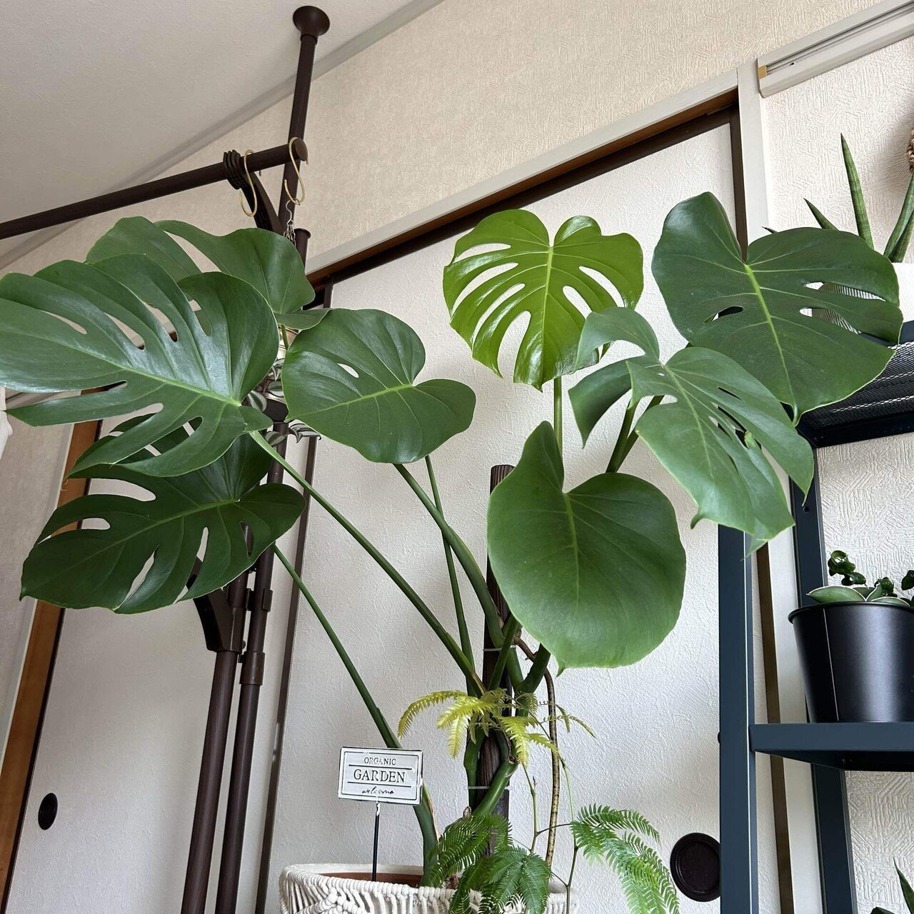 観葉植物の葉っぱの魅力。葉っぱ好きが語る！｜せりぽん